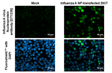 Anti-Influenza A virus Nucleoprotein antibody [GT1236] used in Immunocytochemistry/ Immunofluorescence (ICC/IF). GTX629633